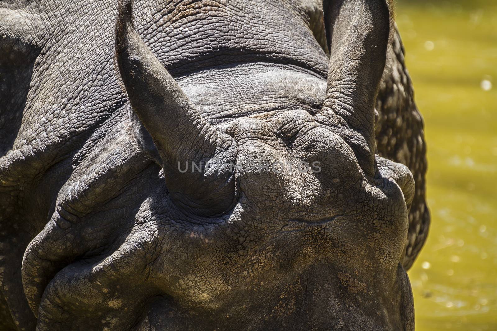 danger, Indian rhino with huge horn and armor skin by FernandoCortes