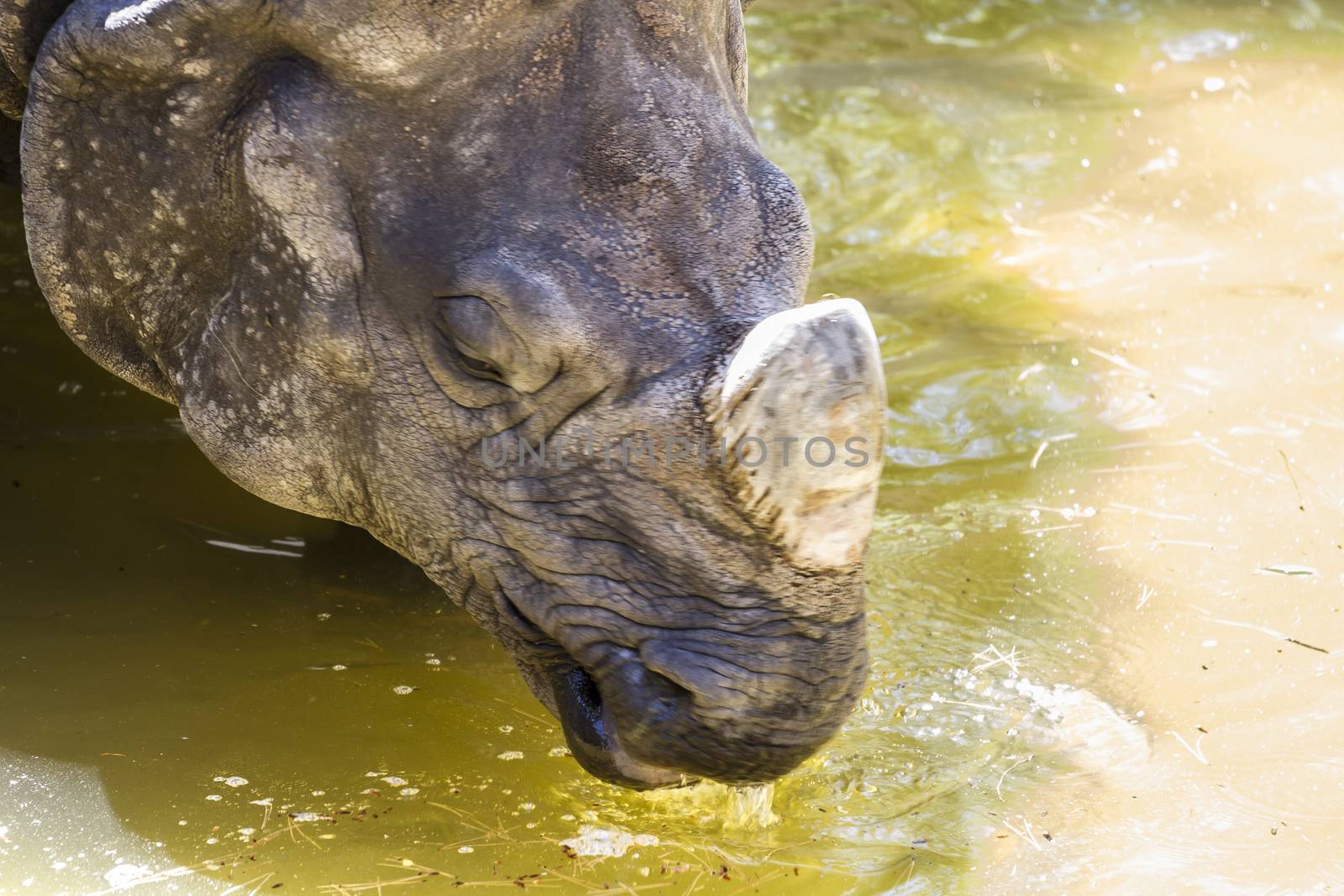 Indian rhino with huge horn and armor skin