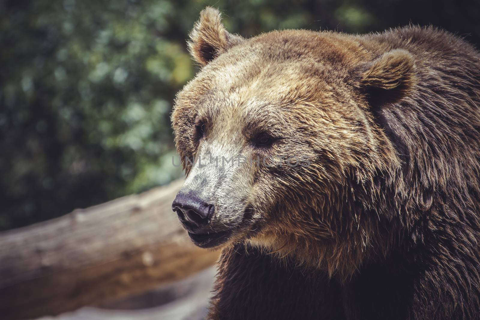 brown bear, majestic and powerful animal by FernandoCortes