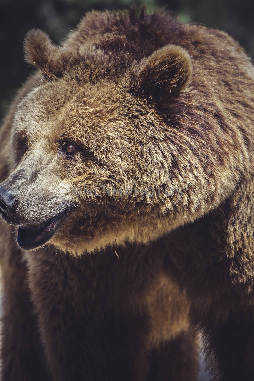 killer, brown bear, majestic and powerful animal by FernandoCortes