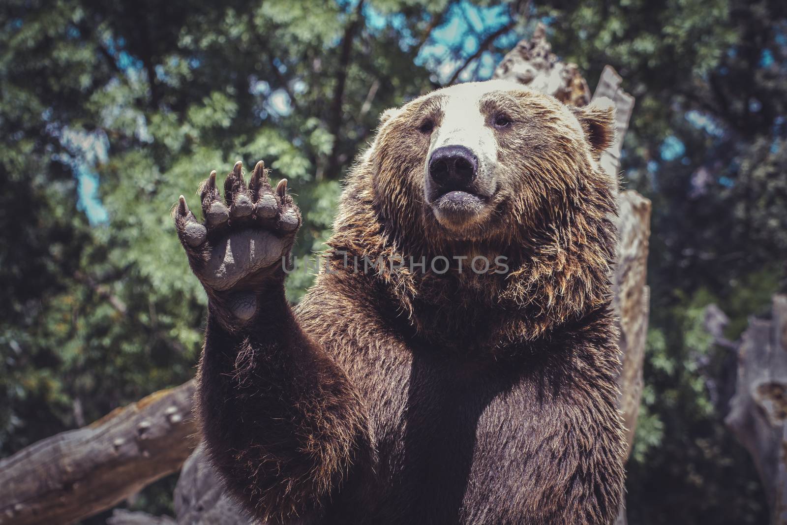 bear waving with claw majestic and powerful animal