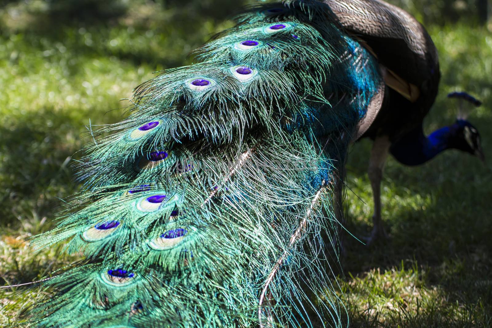elegance, beautiful peacock with colorful feathers by FernandoCortes