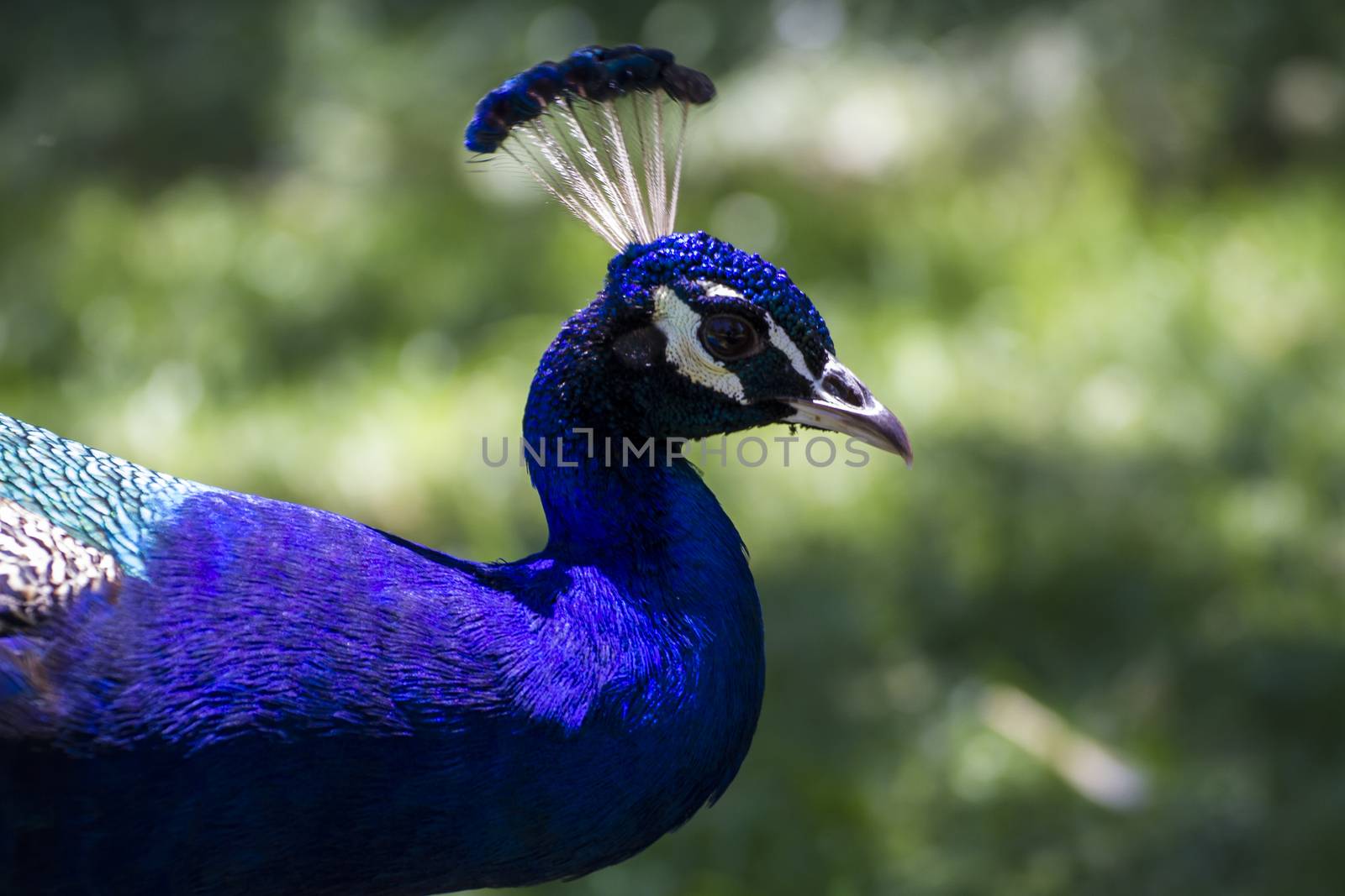 bird, beautiful peacock with colorful feathers by FernandoCortes