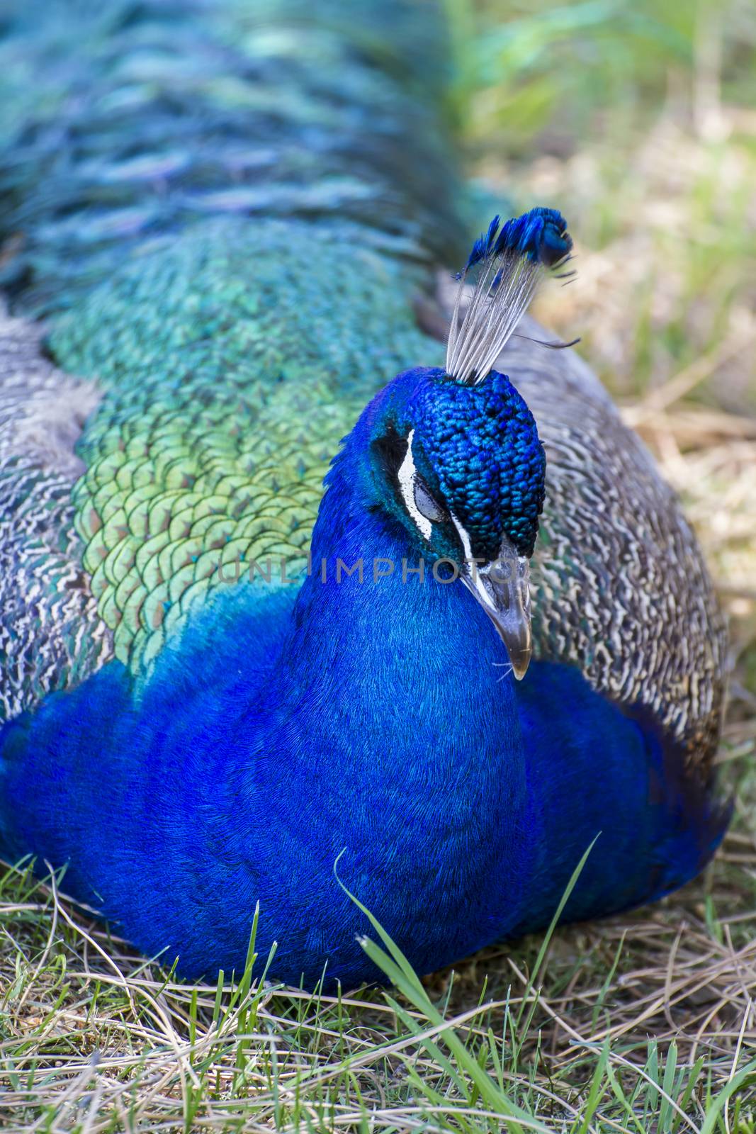 resting, beautiful peacock with colorful feathers by FernandoCortes