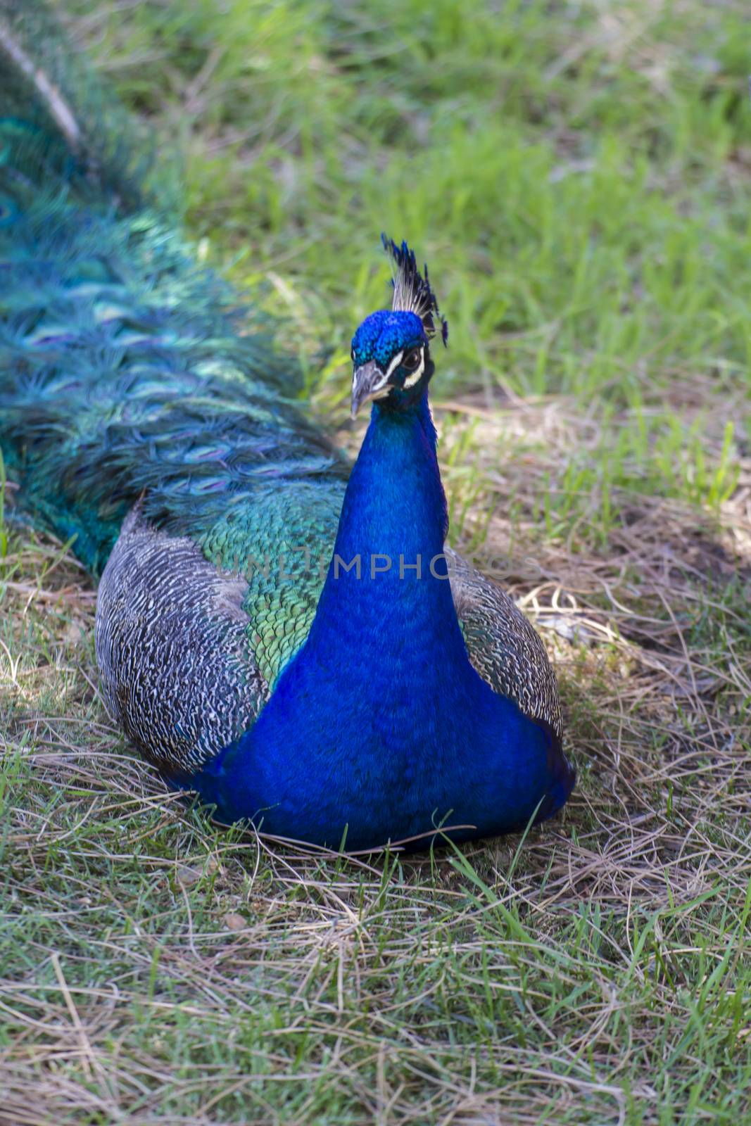 majestic beautiful peacock with colorful feathers