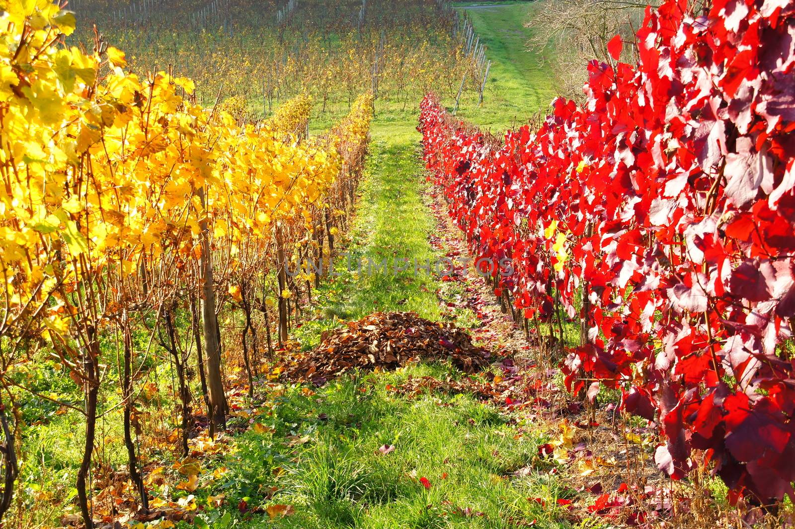 gelb-roter Weingarten im Herbst
