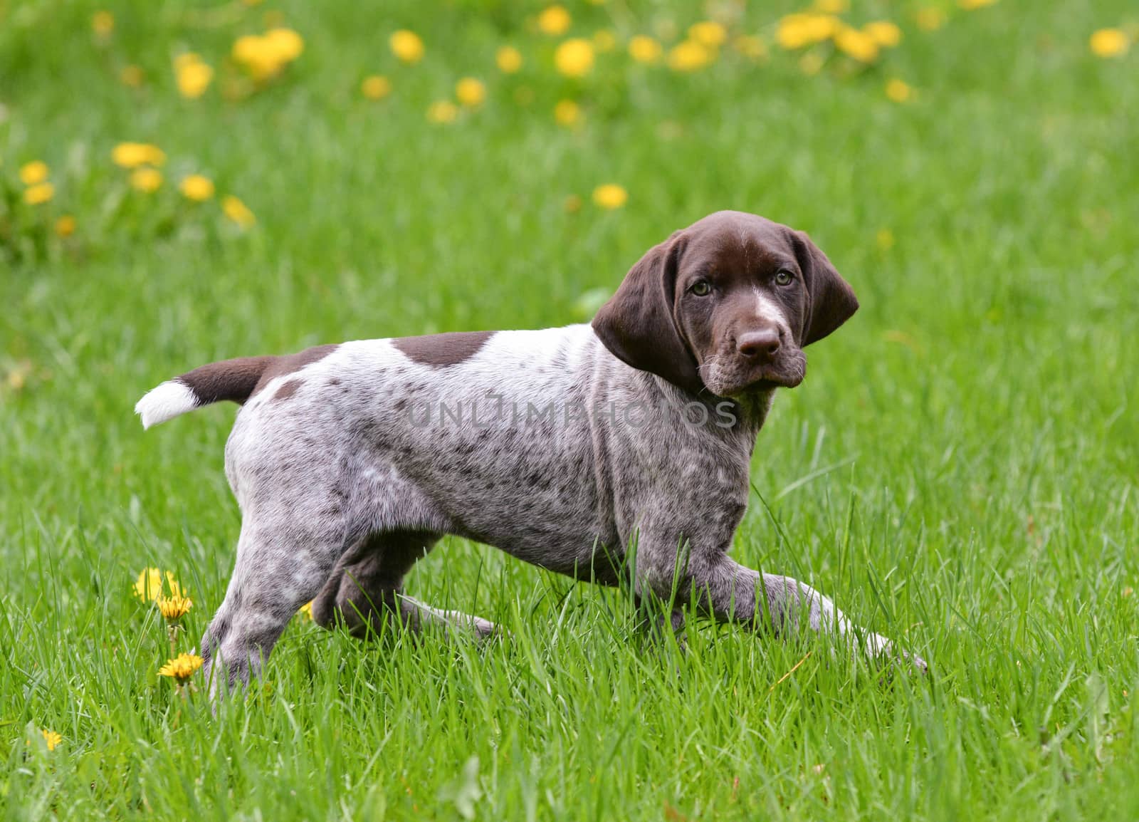 puppy running in the dandelions - german shorthaired pointer puppy