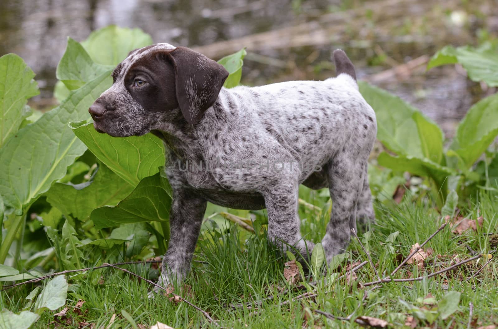 german shorthaired pointer puppy outside in the grass