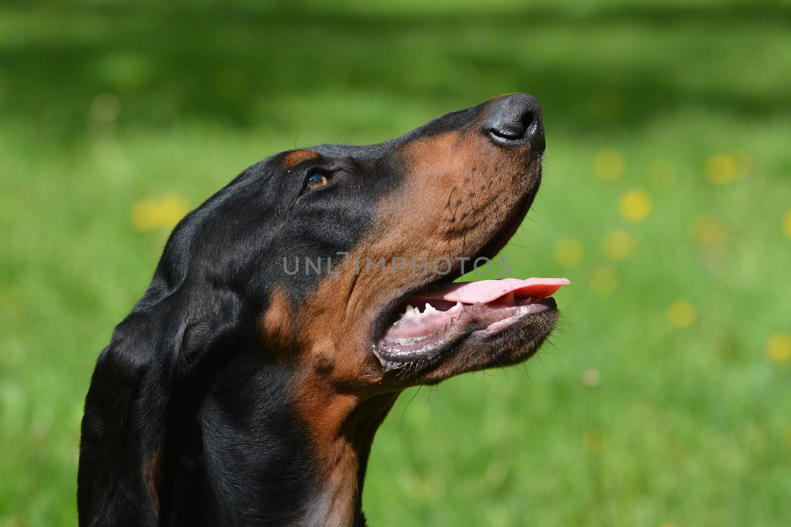 black and tan coonhound portrait outdoors