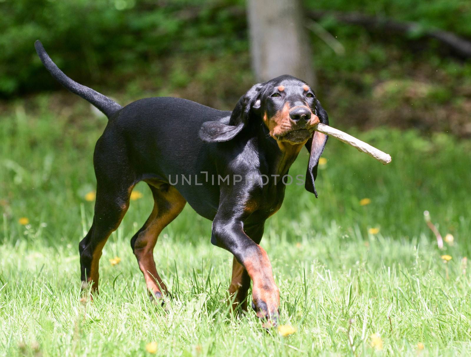 black and tan coonhound playing fetch with a stick