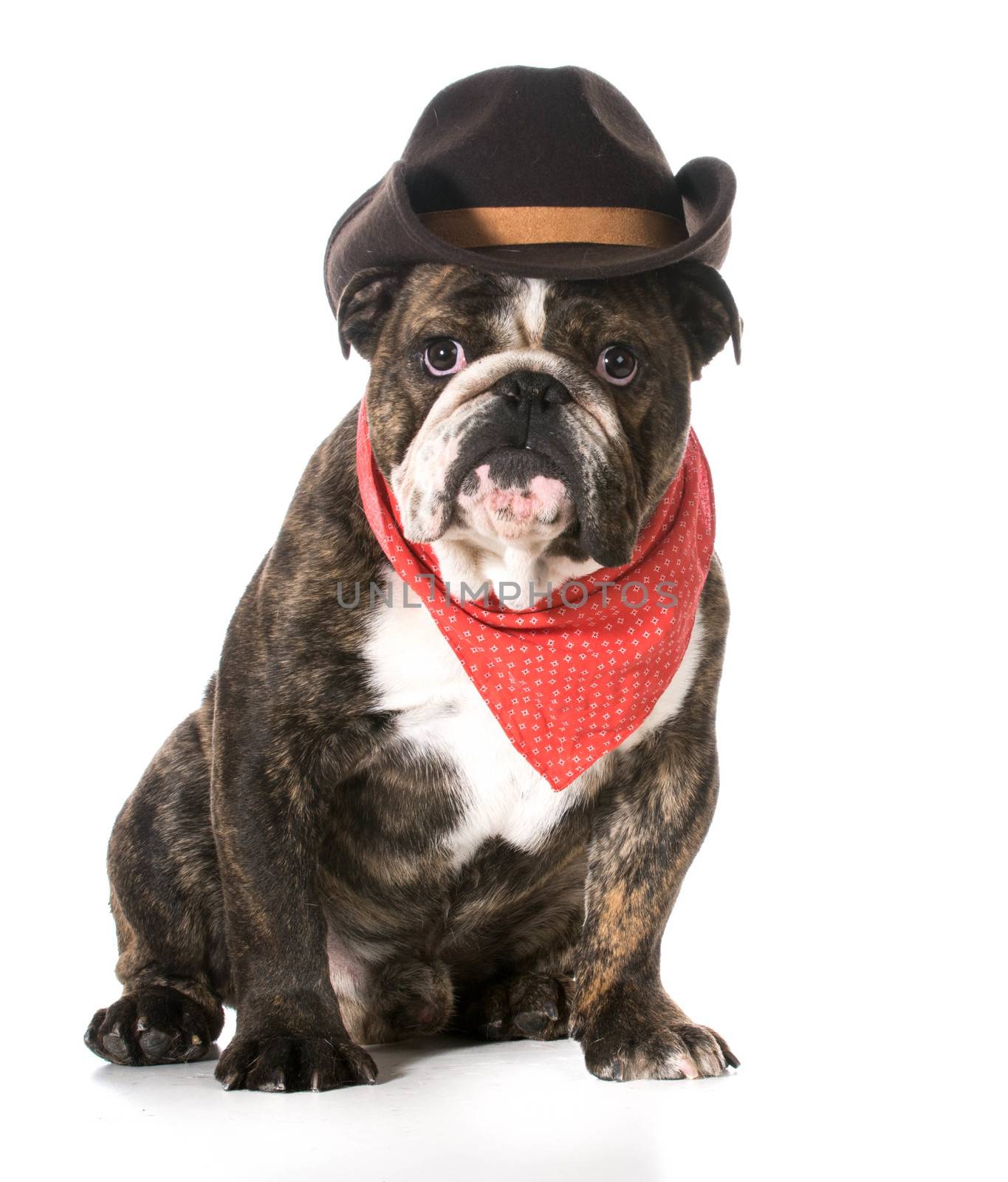 country dog - english bulldog wearing red bandanna and cowboy hat on white background