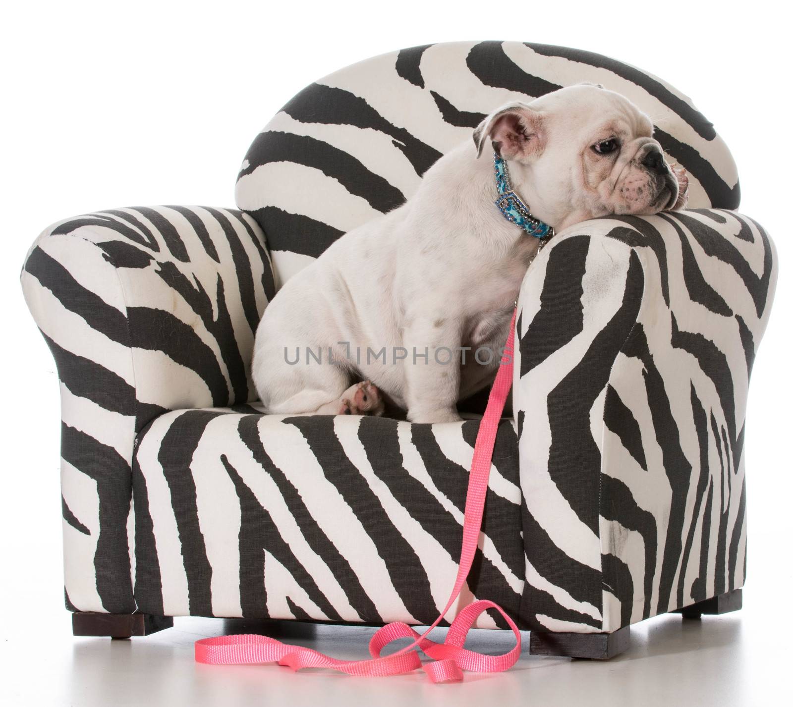 english bulldog puppy sitting in a chair on white background