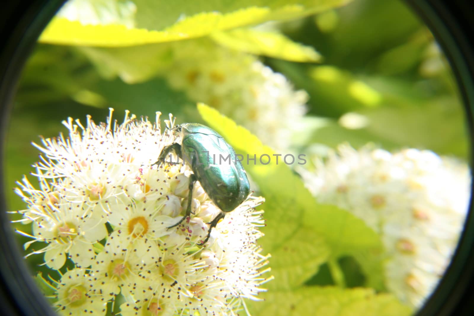 June bug in the garden