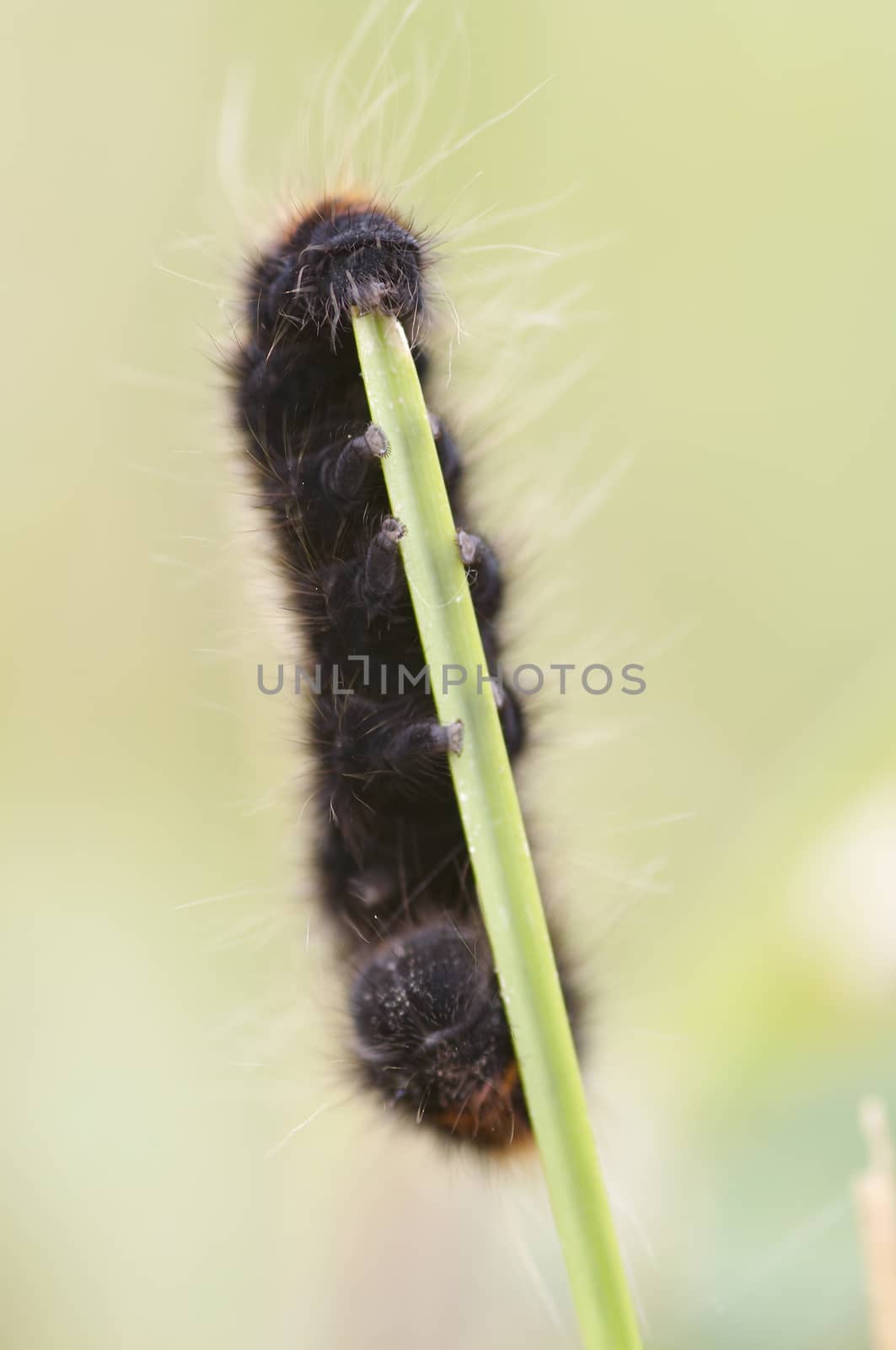 Detail of the woolly bear eating grass