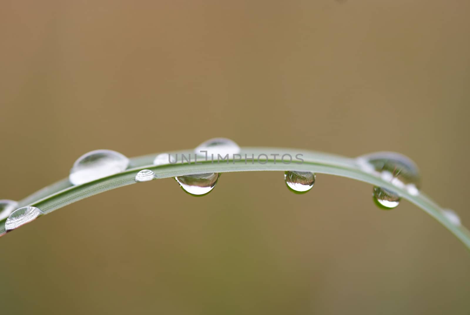 Closeup of the blade of grass with dew
