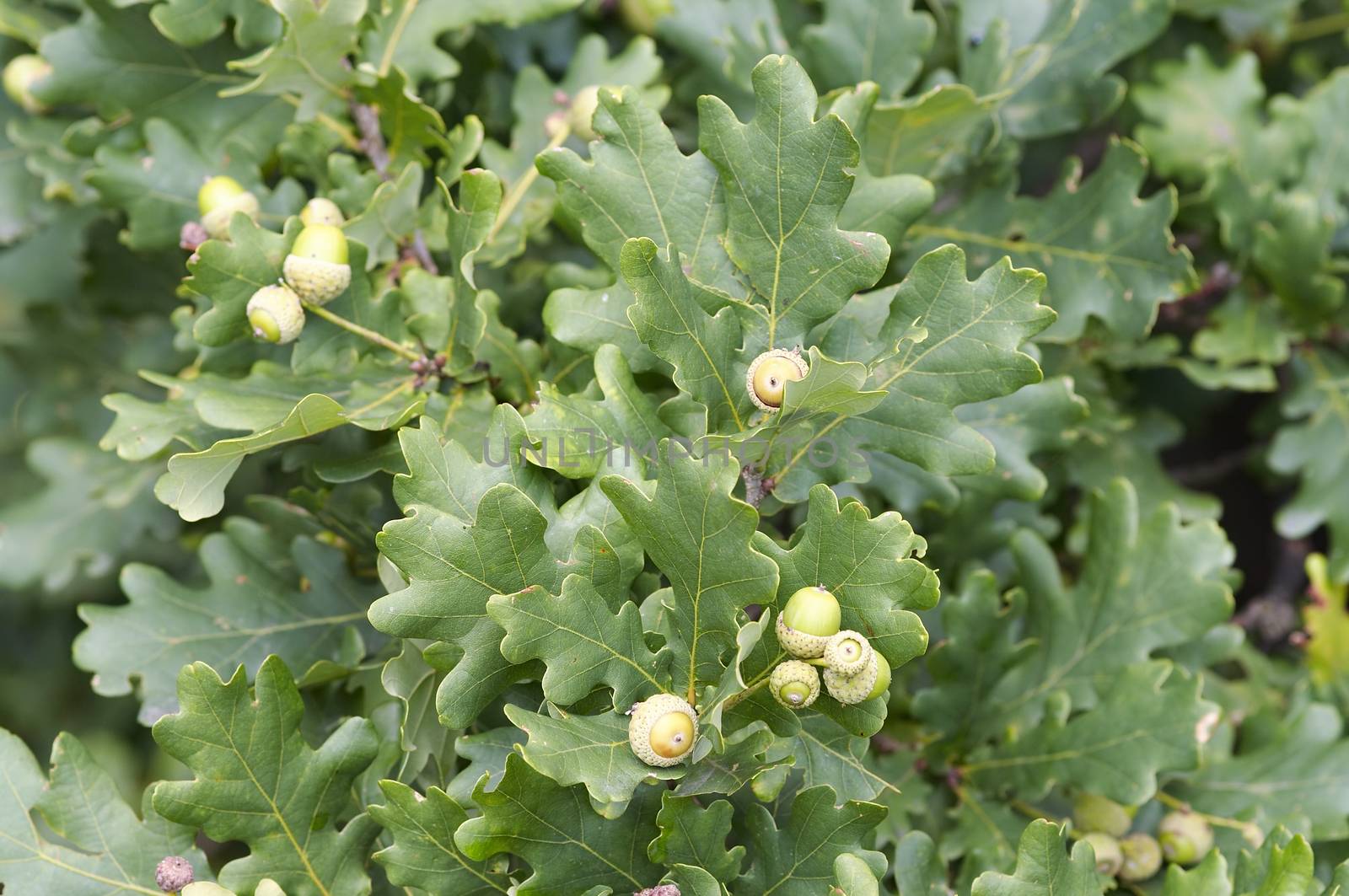 Detail of the acorns and oak leaves