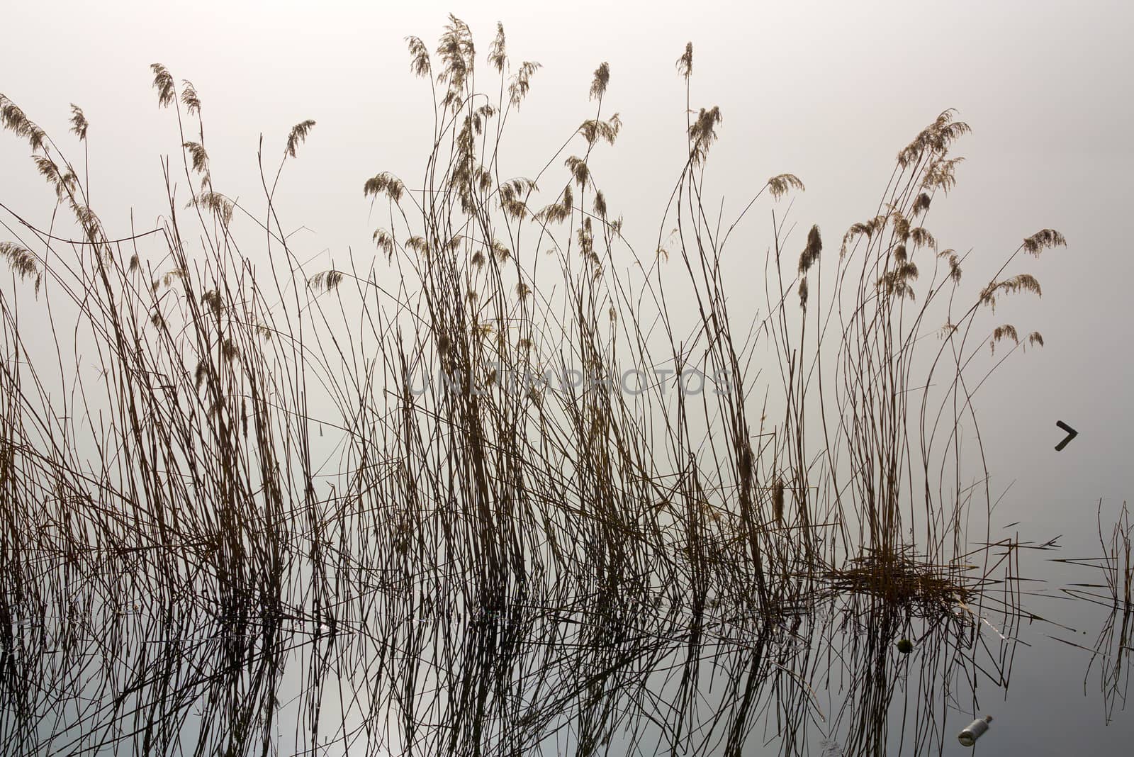 Image of the misty morning by the river