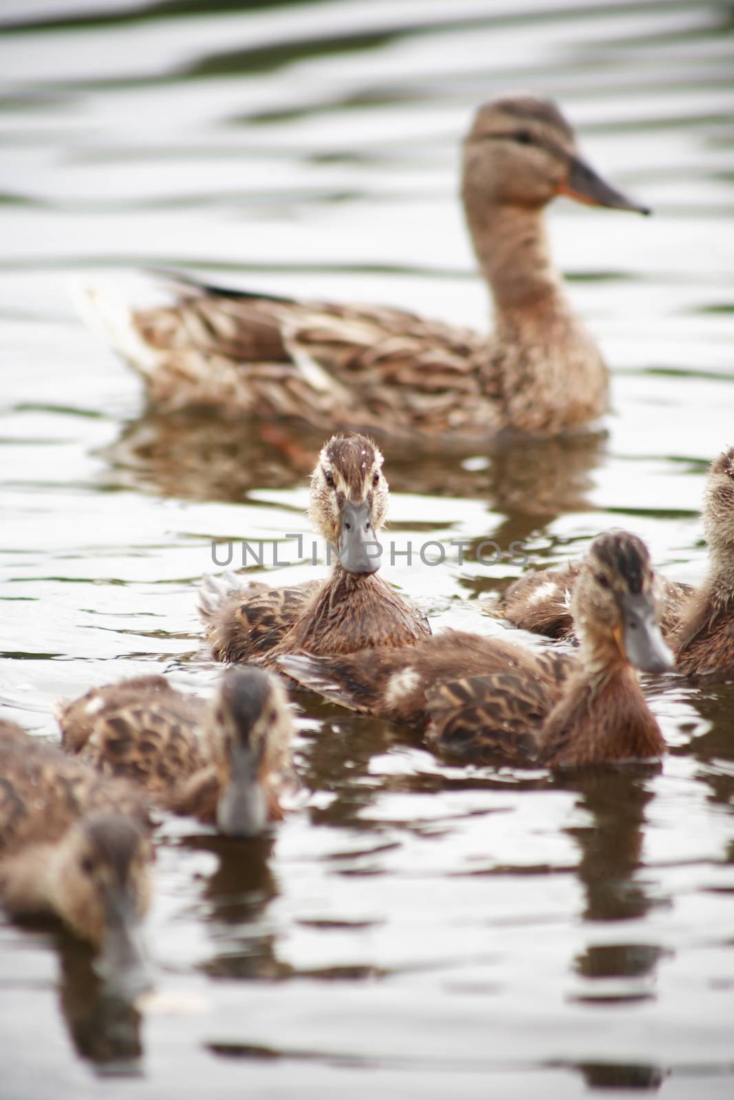 Motherhood concept. Wild duck with her duckings on water surface