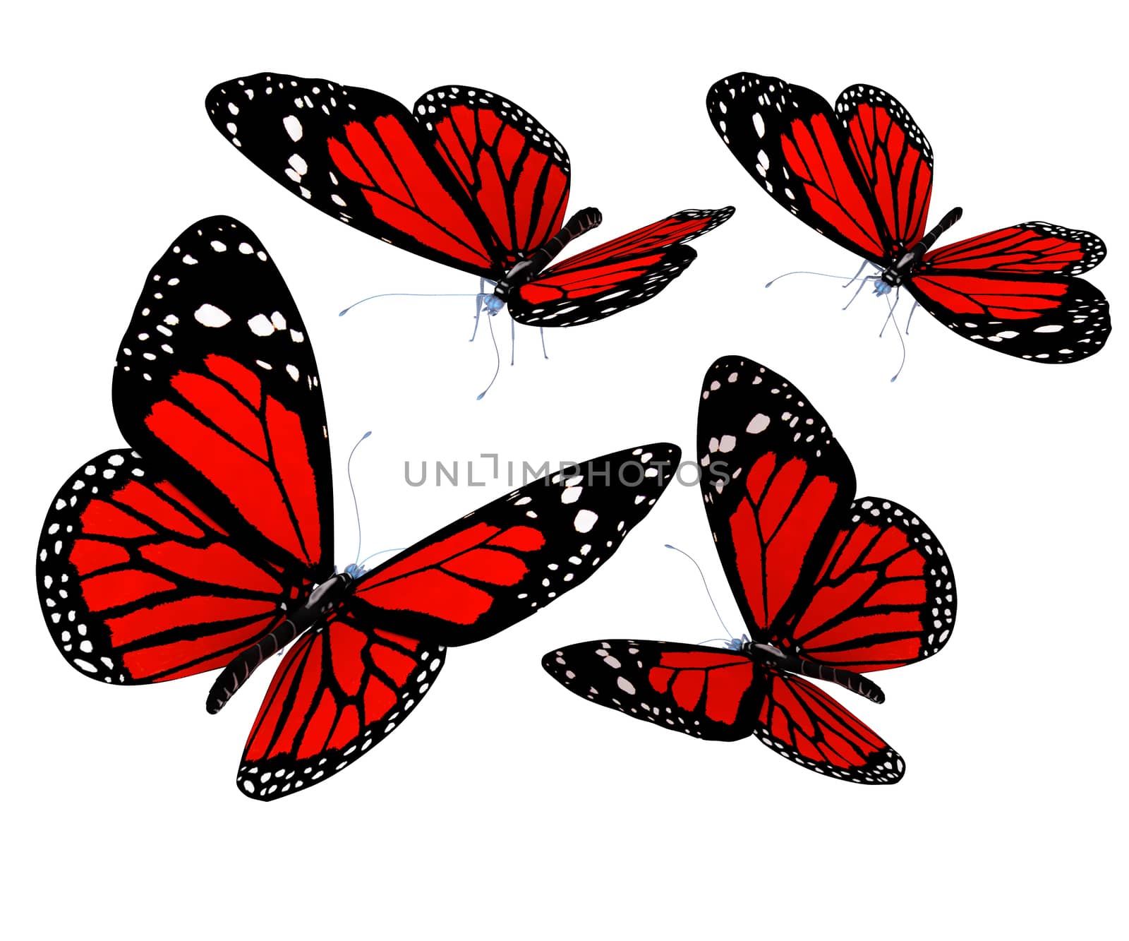 Butterflies on a white background