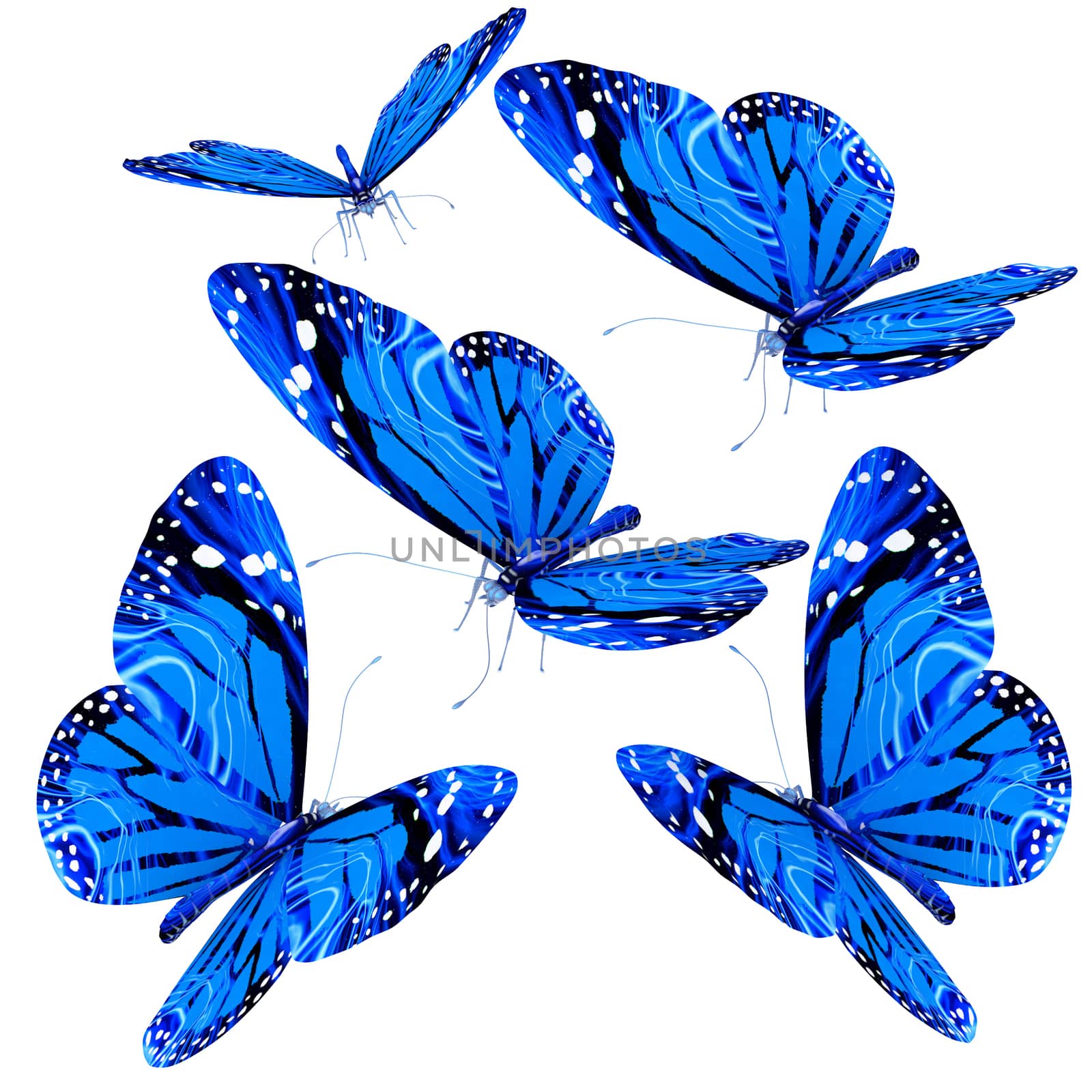 Butterflies on a white background