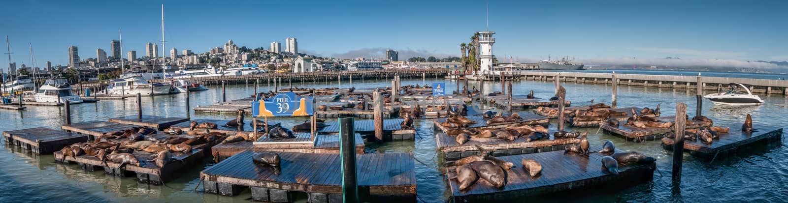 SAN FRANCISCO, USA - SEPTEMBER 03:Sea lions at Pier 39 Panorama by weltreisendertj