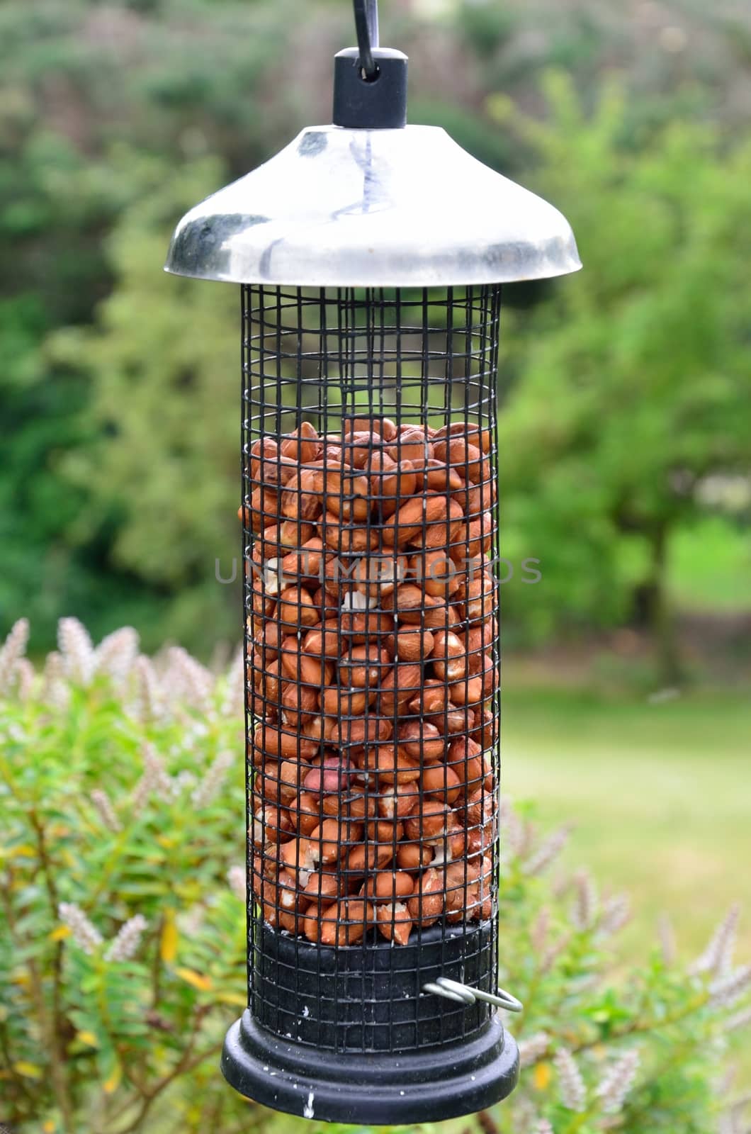 Peanut feeder in cage