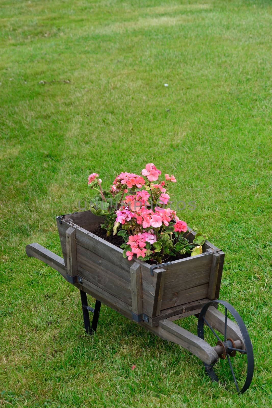 Pink flowers with decorative wheel barrow by pauws99