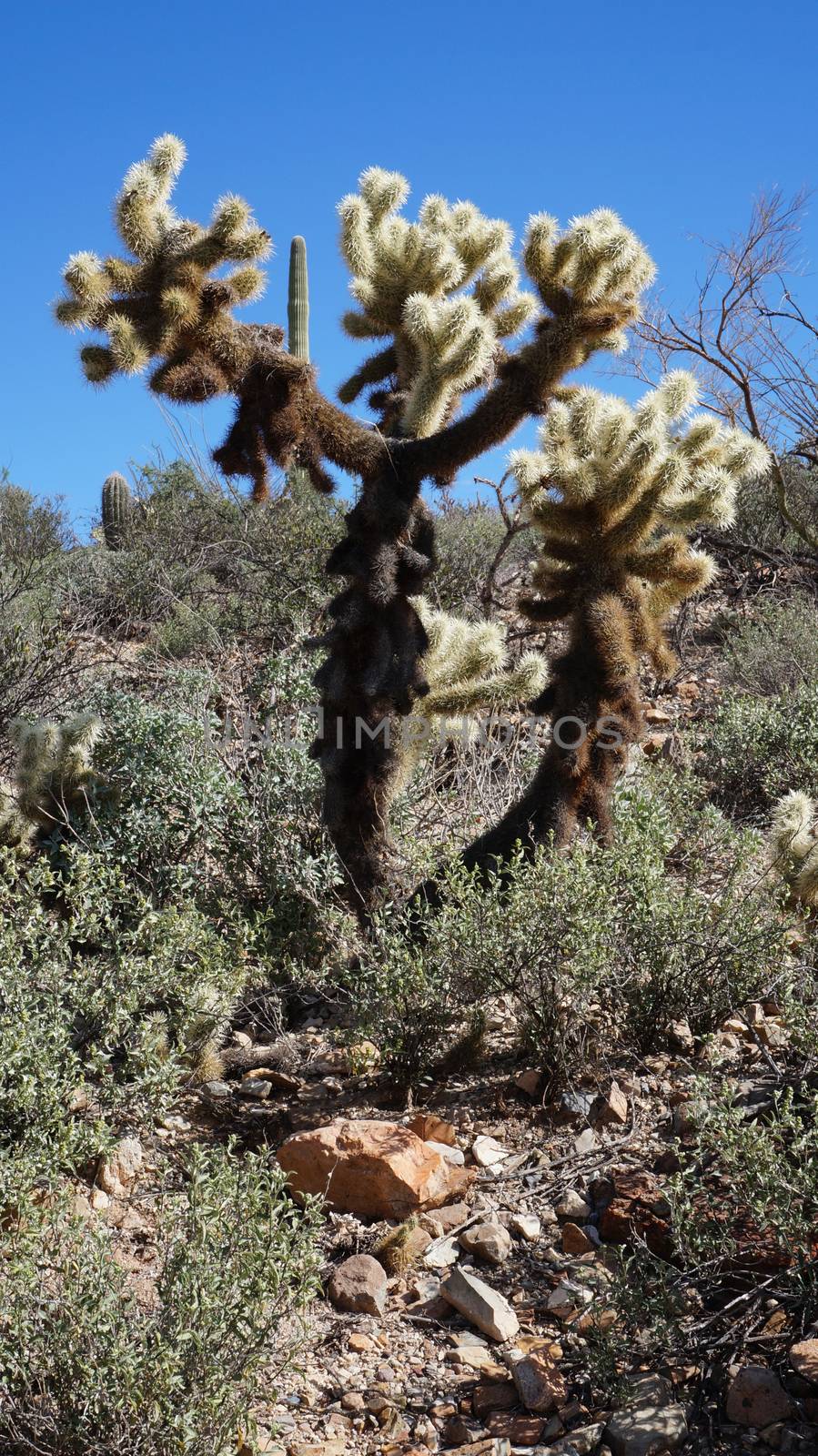 Scenic inside the Arizona-Sonora Desert Museum by tang90246