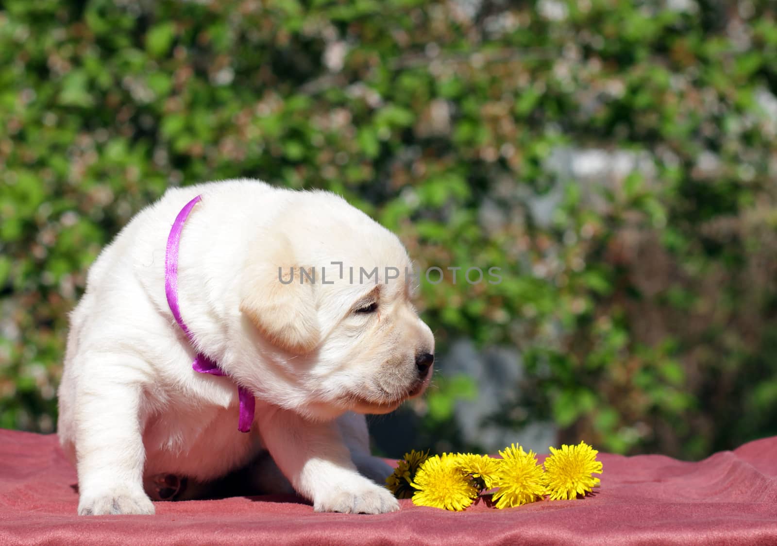 newborn happy yellow labrador puppy in spring with dandelions