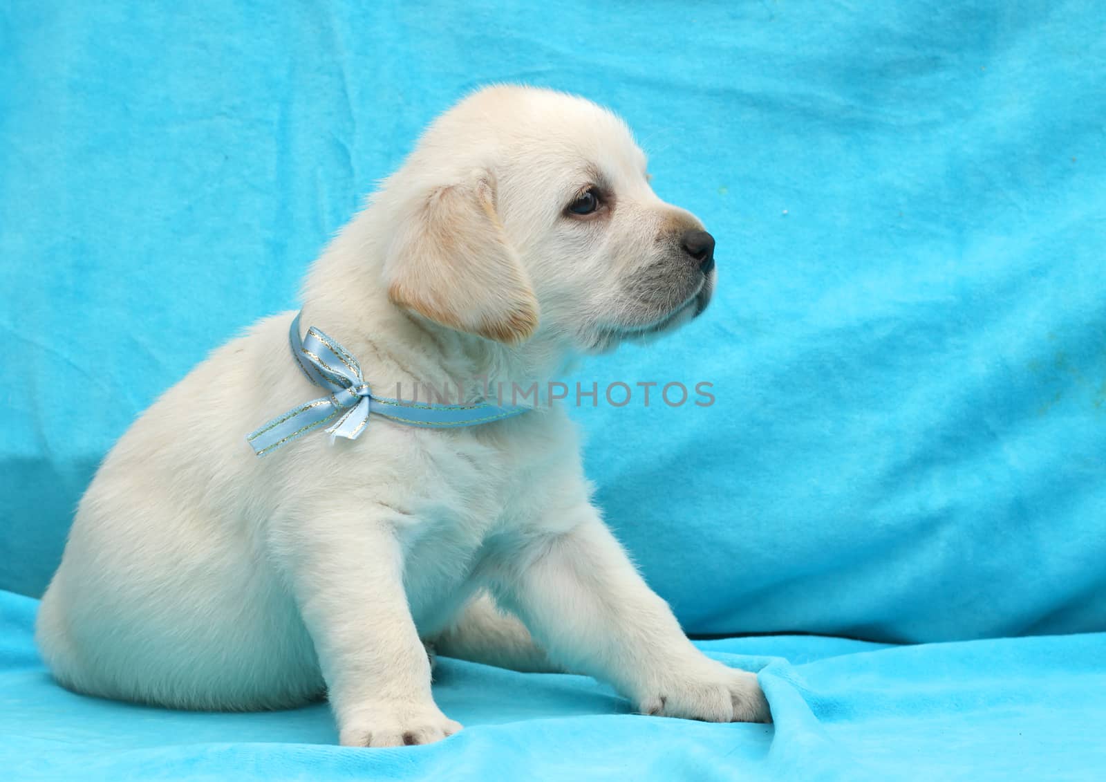 yellow labrador puppy sitting on blue background close up