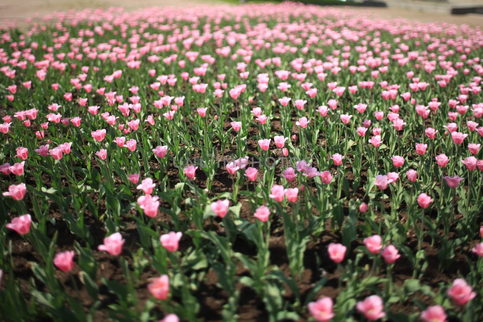  field with millions of pink tulips in the St. Petersburg