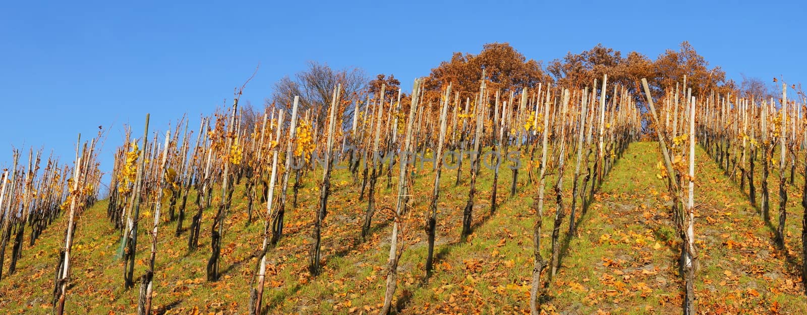 Weinberg mit Einzelpfahlerziehung Panorama
