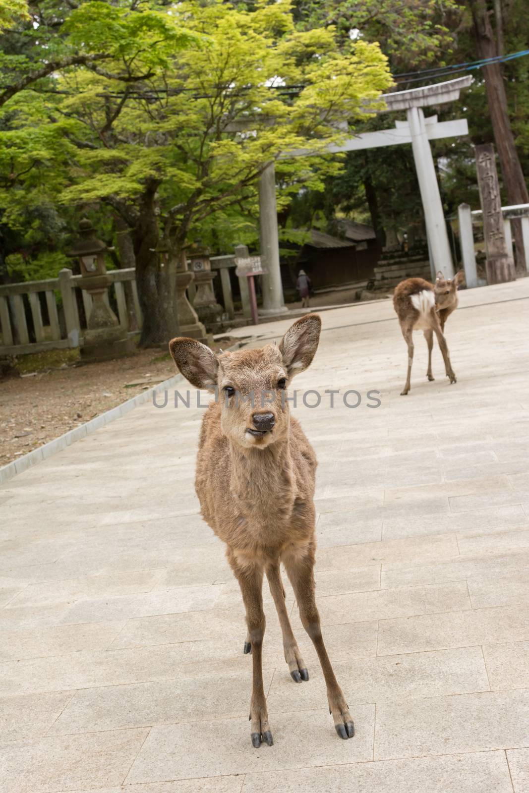 Deers stand on the way to the shrine of Kasuga Taisha in Nara, Japan.