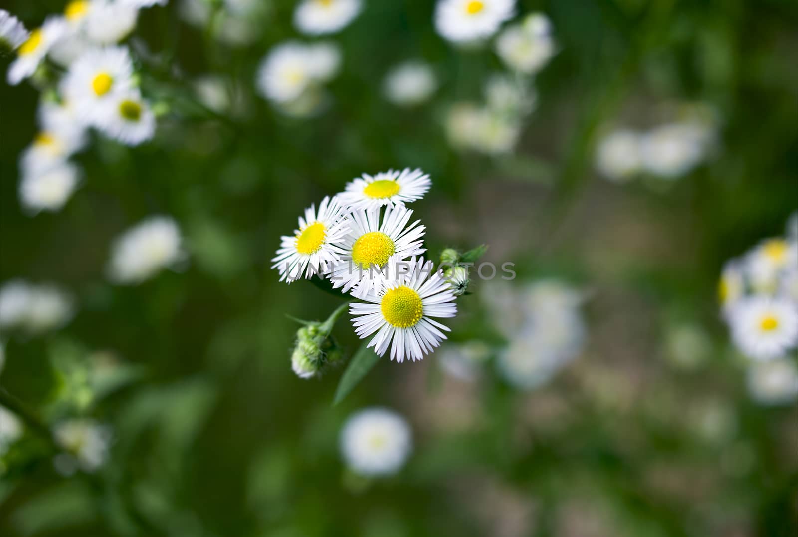Several small daisies on green blurred background colors