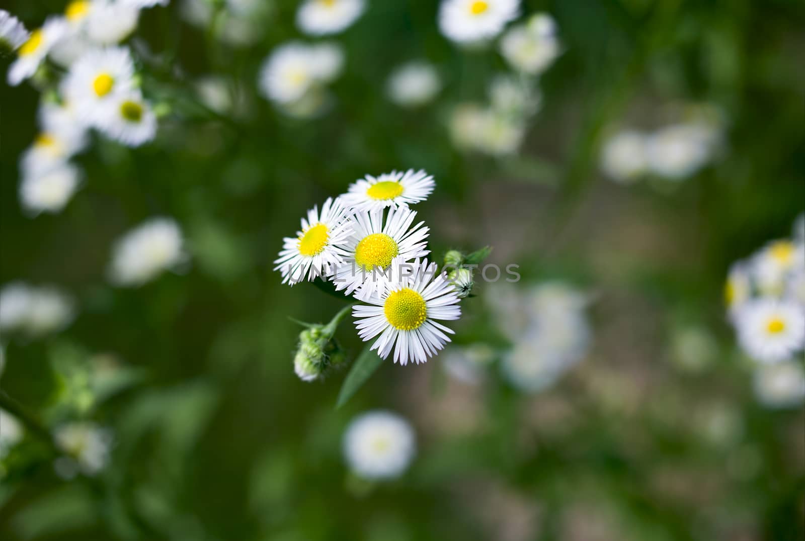 Daisies by Krakatuk