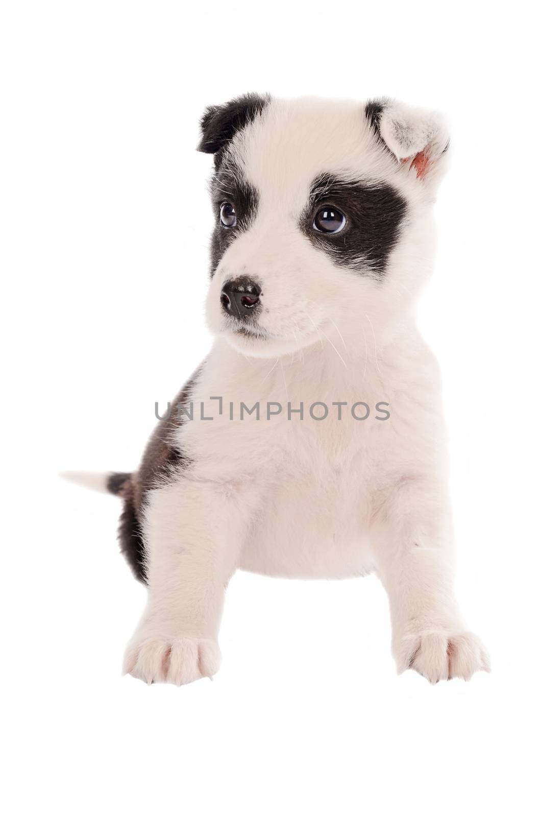 adorable border collie puppy sitting on white