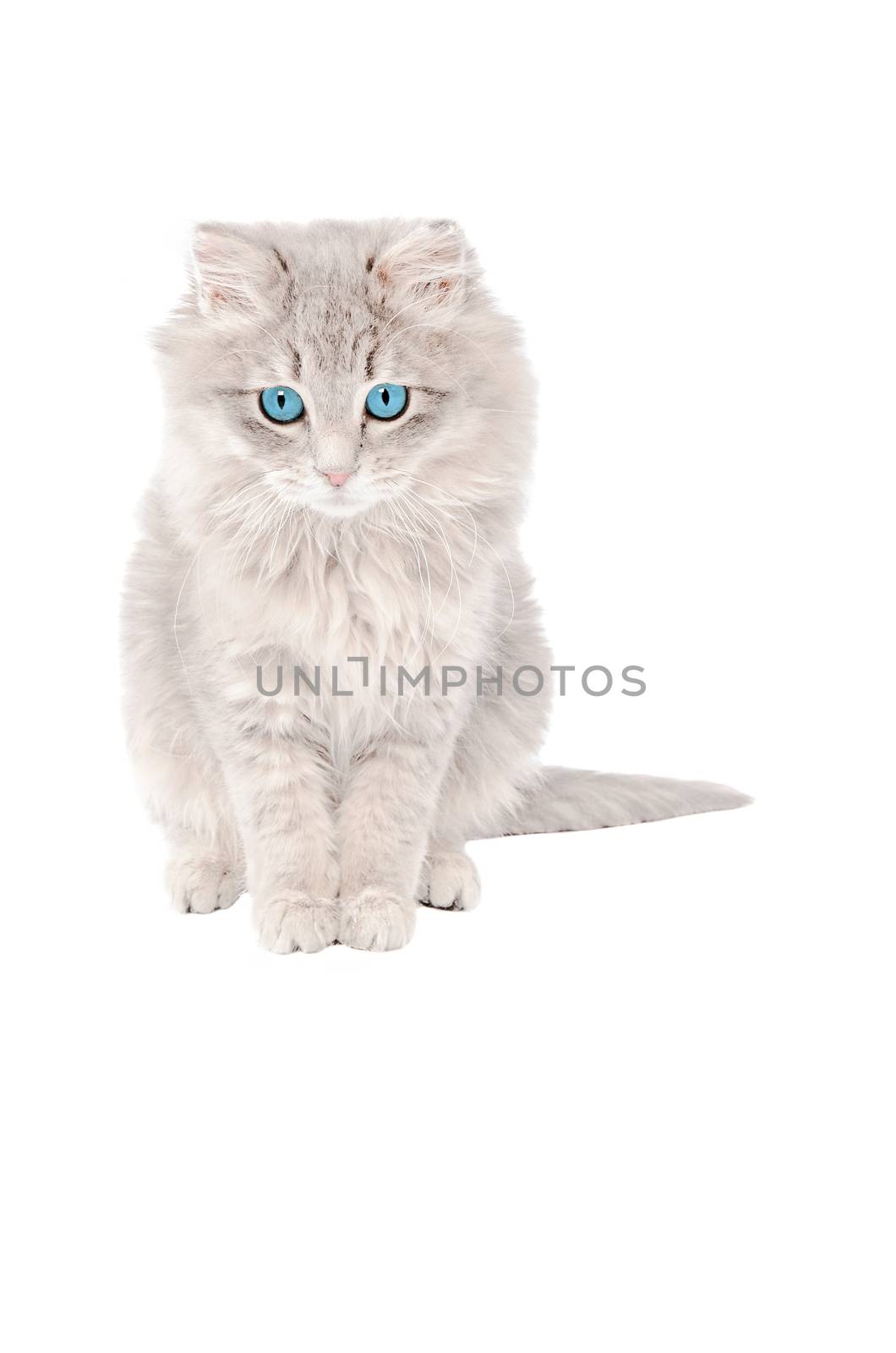 Sad fluffy grey kitten with blue eyes