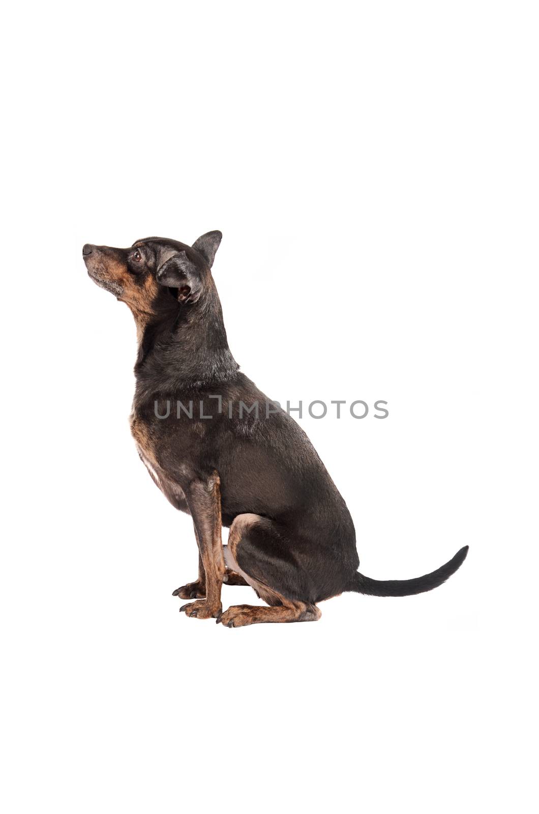 Chihuahua dog sitting on white by dnsphotography
