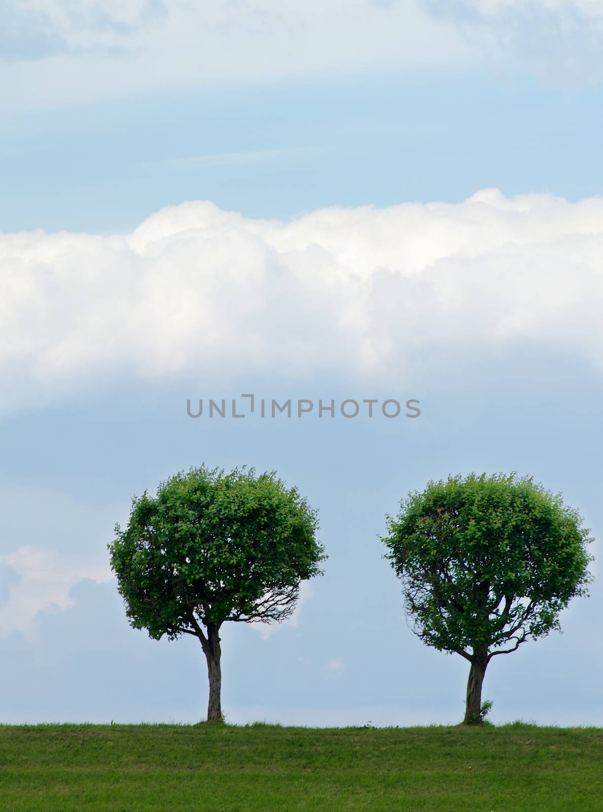 Circle Shaped Trees by zhekos