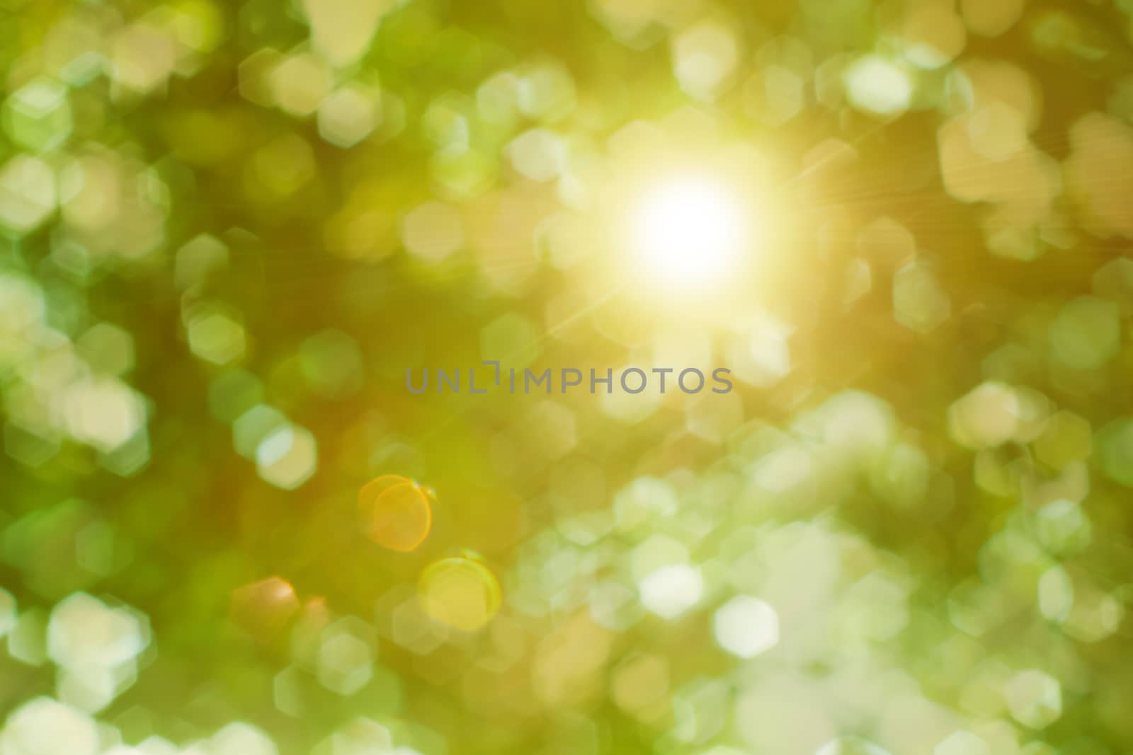 Rays of the sun shining through the trees foliage (defocused photo taken against the light)