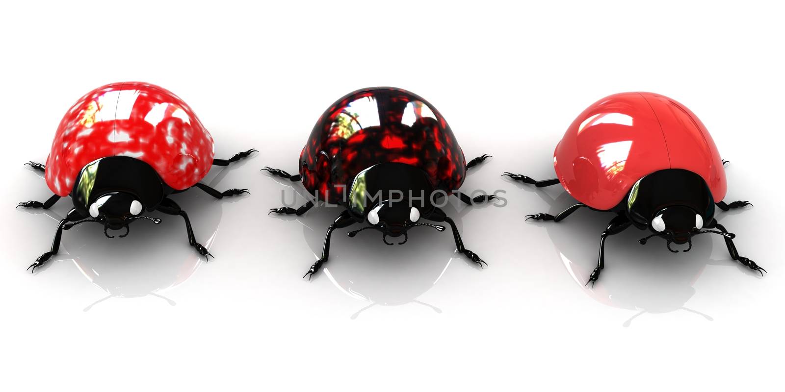 Ladybirds on a white background