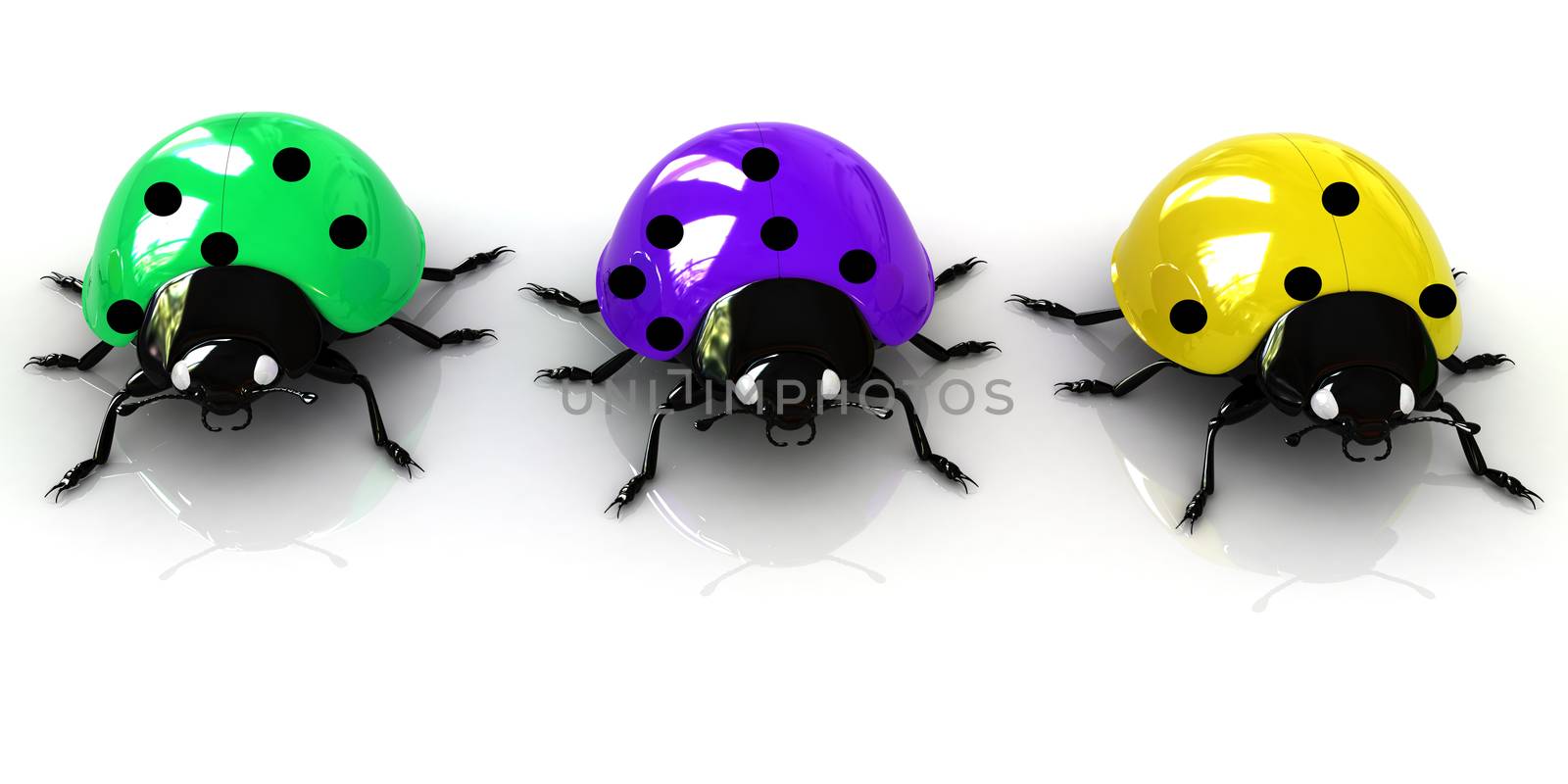 Ladybirds on a white background