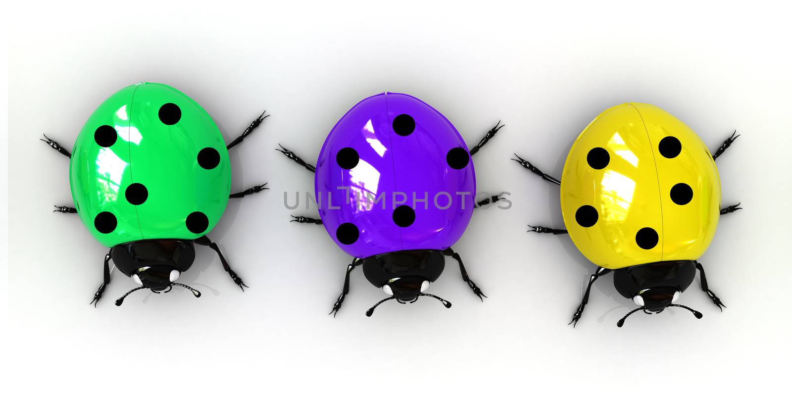 Ladybirds on a white background