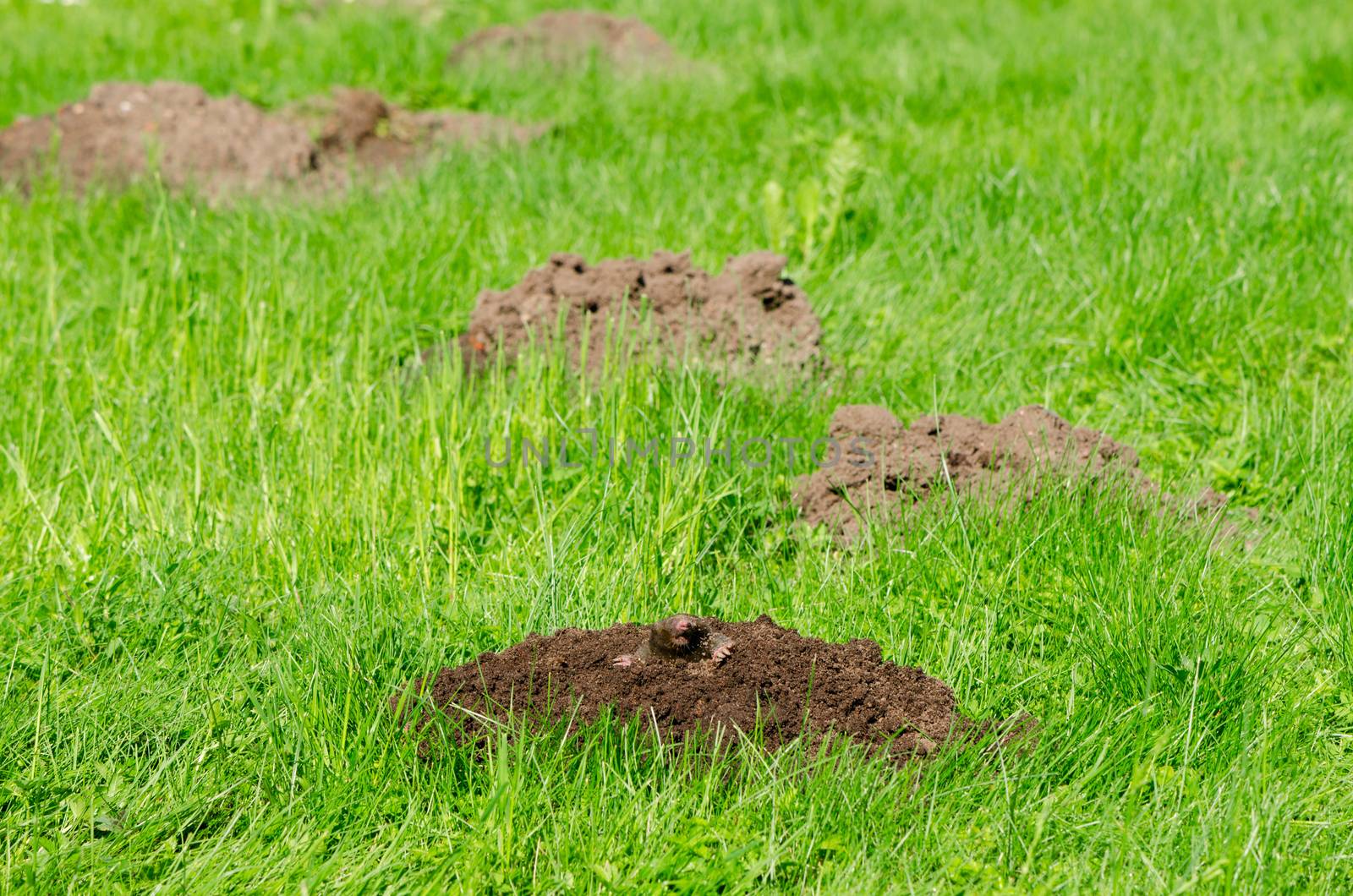 Mole hills on lawn grass and animal head in soil by sauletas