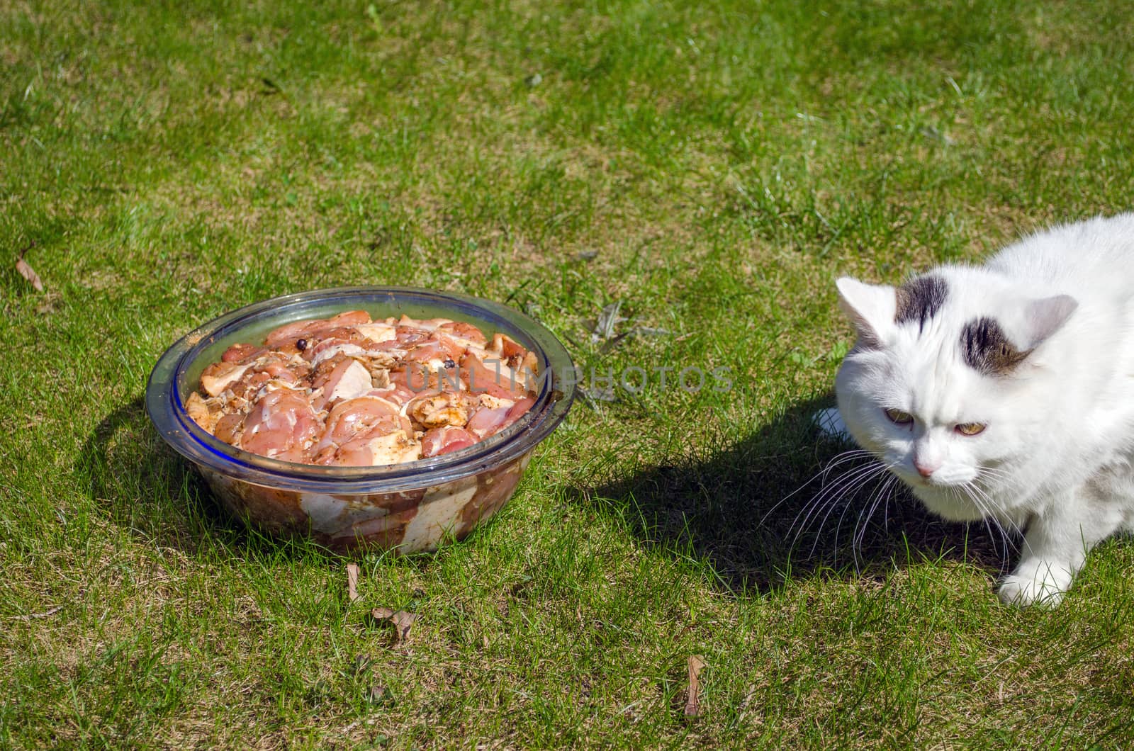 large glass bowl with the marinated pork pieces outside in the meadow next curious white cat