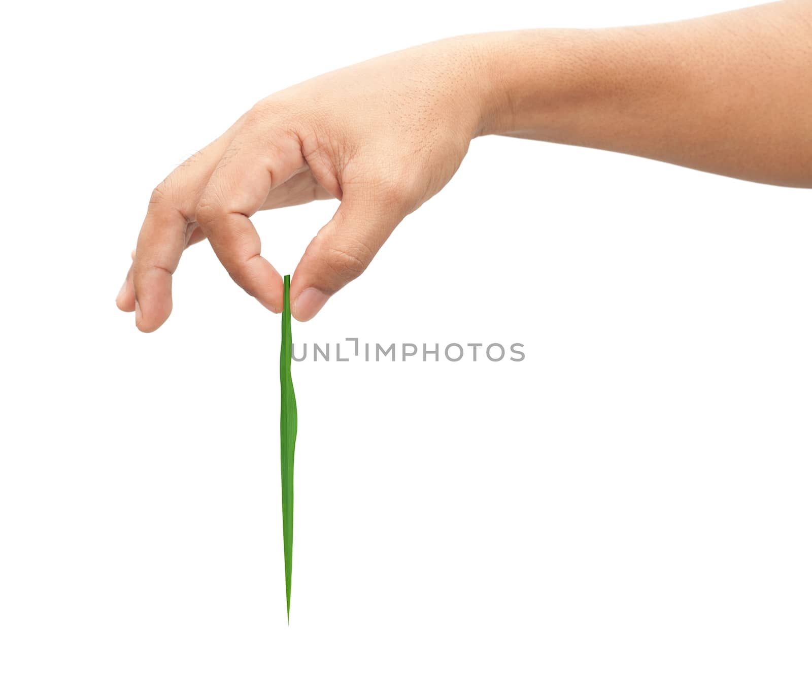 Adult man hand holding grass by foto76