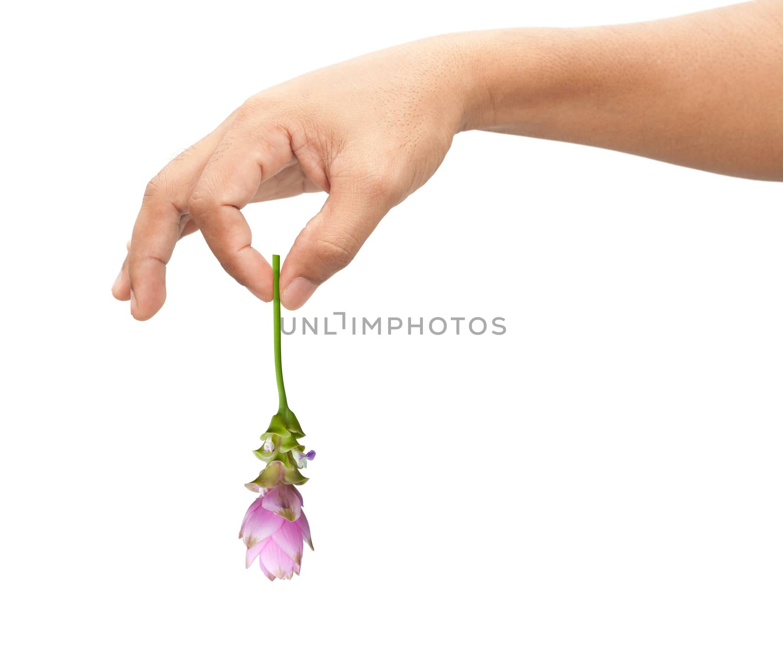 Adult man hand holding siam tulip