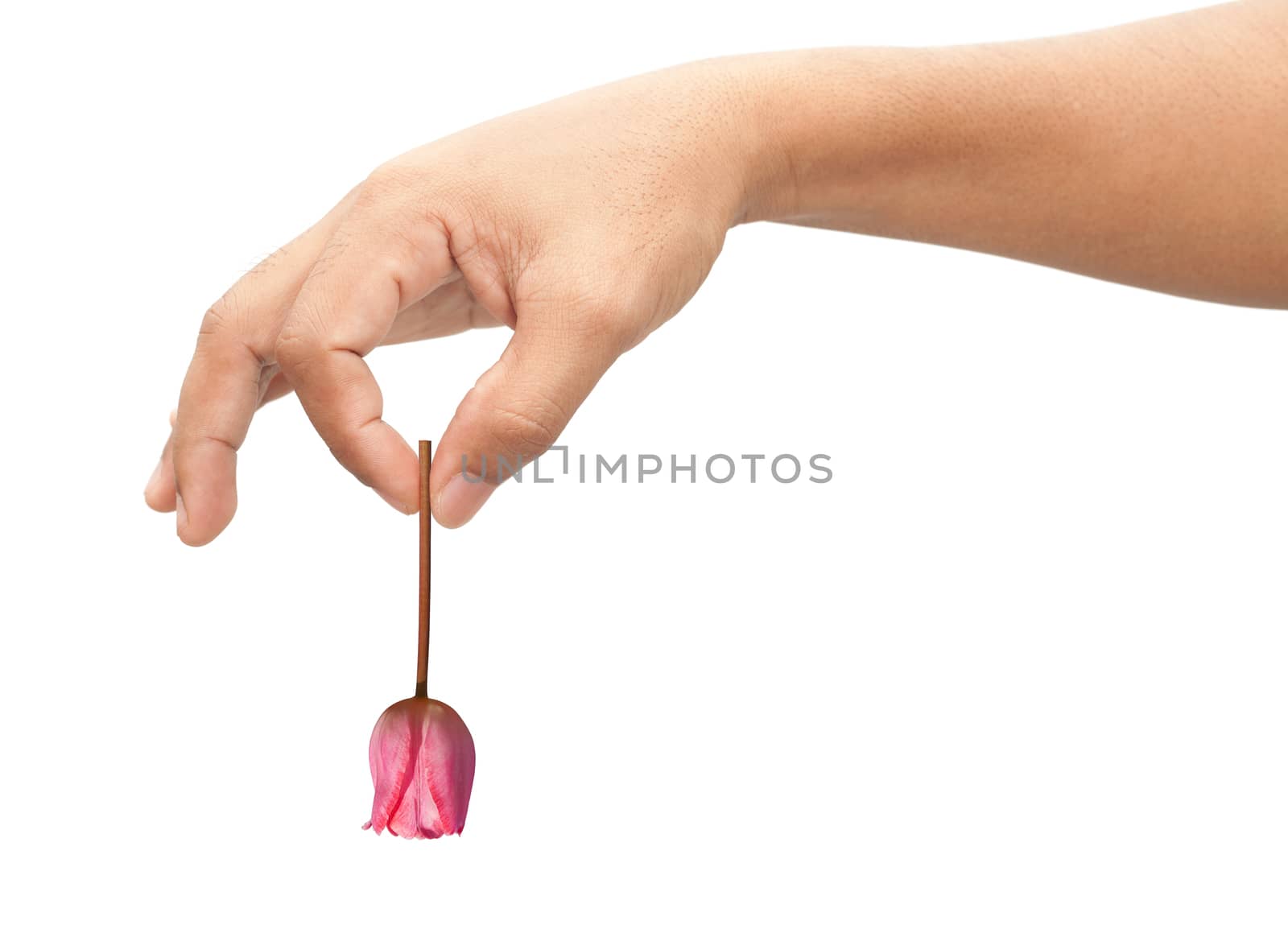 Adult man hand holding tulip flower