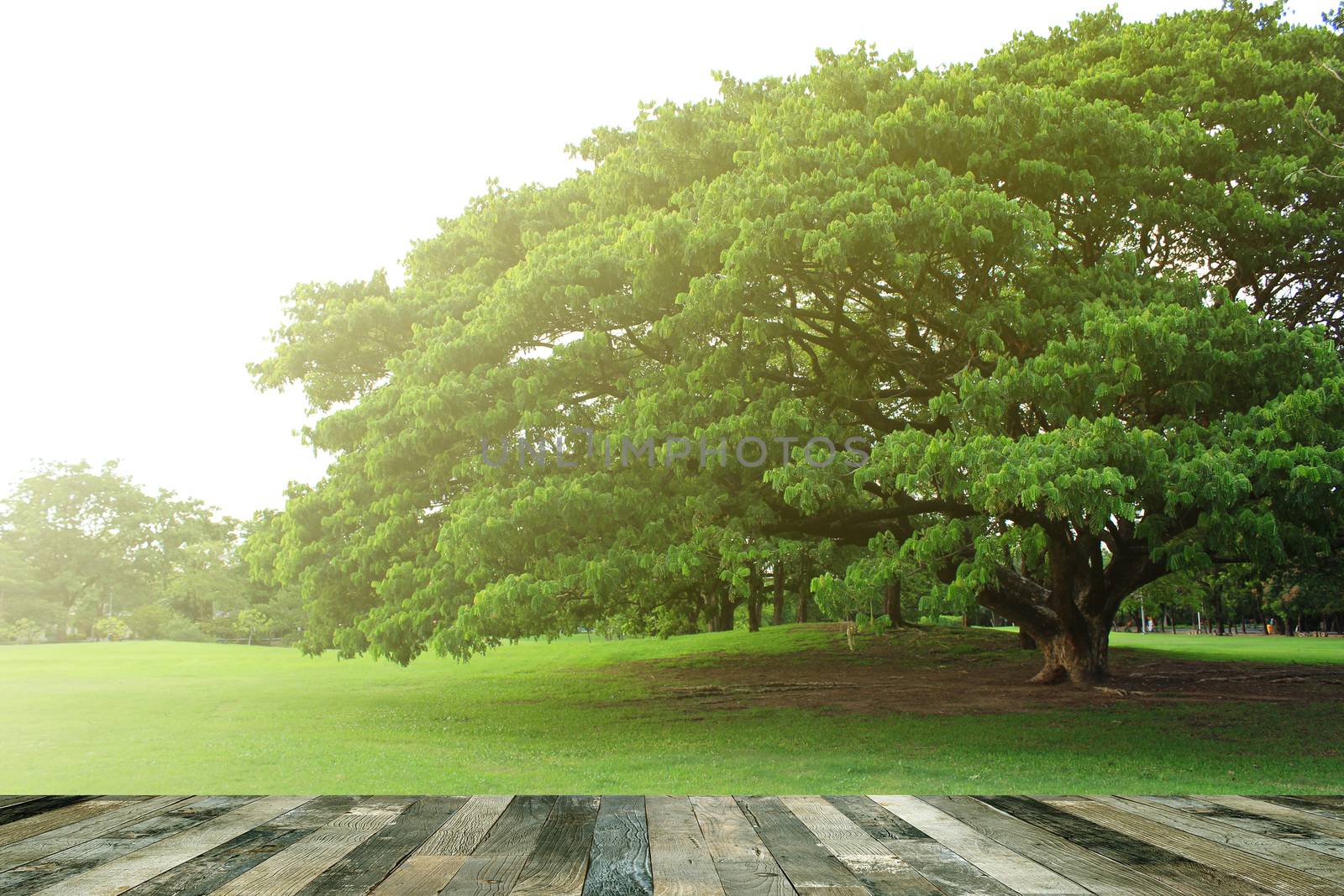 Tropical garden above a wooden floor