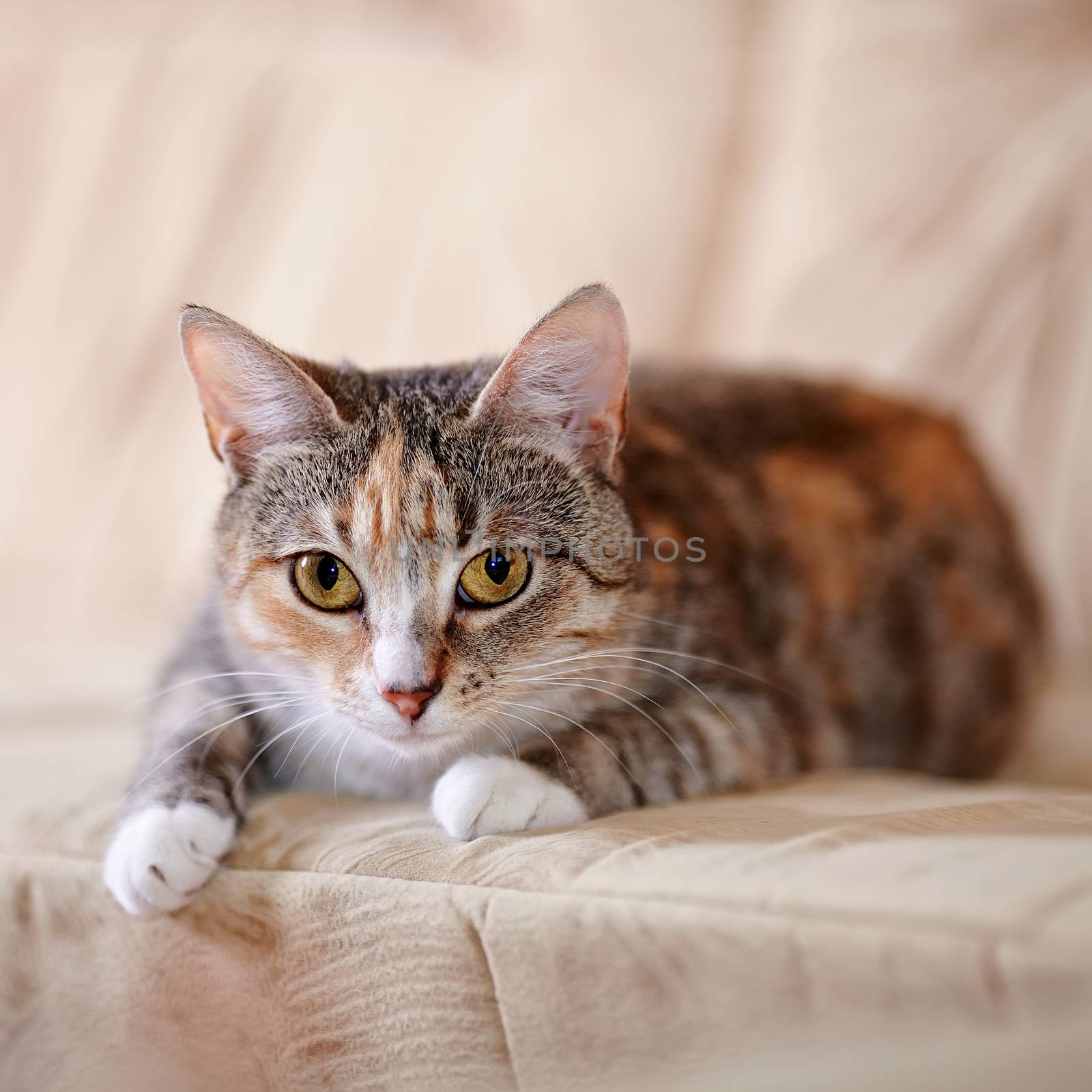 The multi-colored cat with yellow eyes lies on a sofa. by Azaliya